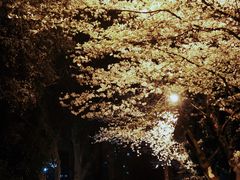 -武汉大学-樱园
