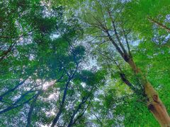 -揭东万竹园旅游景区