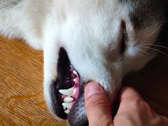 -Husky Go! 哈士奇体验馆·宠物咖啡厅狗咖