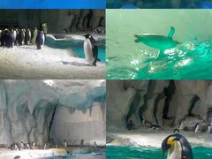 -珠海长隆海洋王国