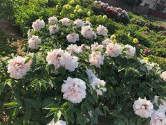 -曹州百花园