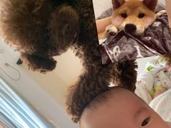 -伟伟宠物医院·CT影像中心·瑞派犬猫综合性门诊(汉口总院)