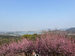 -香雪海