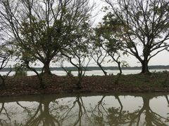 鸟的栖息地-大湾区中央湿地公园