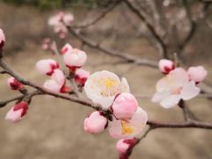 -永定河休闲森林公园