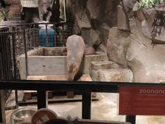 -zoonana室内动物园(东方福来德店)
