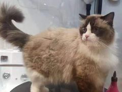 -佐罗家宠物馆·猫文化馆(紫霞路店)