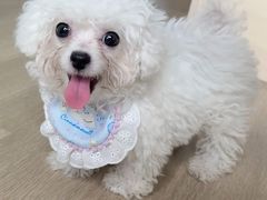 -唐小姐の猫狗洗护·购宠旗舰店(周浦万达店)