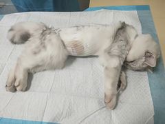 -仁普宠物诊所(住友昌盛新苑店)