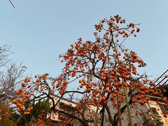 -篁岭景区