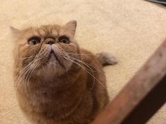 -猫友咖啡店(玉林西路店)