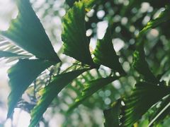 -呀路古热带植物园