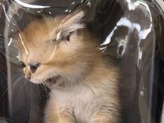 -美联众合动物医院·24h转诊中心
