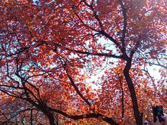 -北京西山国家森林公园