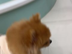 -怪兽屋·羊驼·猫咖·狗咖(俊华广场店)