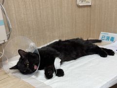 -北京观赏动物医院·24小时大型综合·猫专科·异宠专科