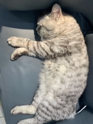 -飞梵造型