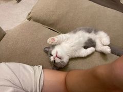 -momokira米努特·德文卷毛猫·棉花面纱犬