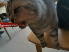 -平行世界·猫咖(首经贸店)