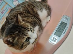 -御宝贝·A梦猫科宠物医院(国际猫友好医院)