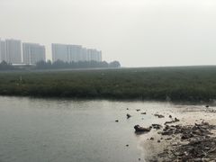 -北海金海湾红树林生态旅游区