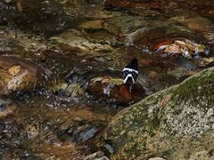 -牛背梁国家森林公园