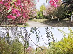 -长白岛森林公园