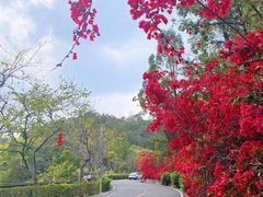 -红花湖景区