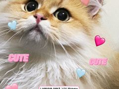 -糯米喵星人总部直营旗舰店·猫舍·幼猫出售
