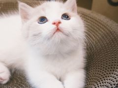 -欣宠猫屋·矮脚拿破仑·蓝金金渐层