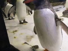-悉尼海洋生物水族馆
