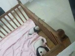 -成都大熊猫繁育研究基地