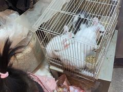 -双季花艺园艺市场(浦东店)