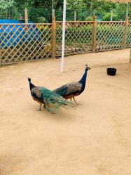 -萌宠亲子动物乐园(槐房万达店)