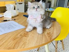 -柚子猫舍·精品猫舍购猫·猫咪认养·购宠·宠物店