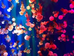 -成都浩海立方海洋公园