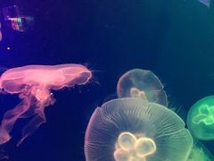 -成都浩海立方海洋公园