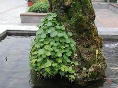 -天津大学附属中学