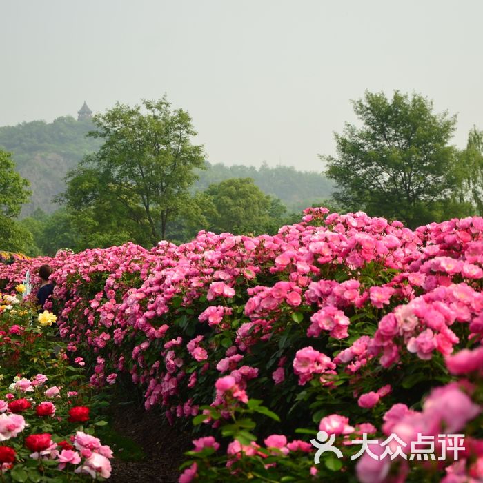 上海辰山植物园图片-北京植物园-大众点评网