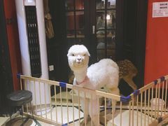 -猫色咖啡·猫咖