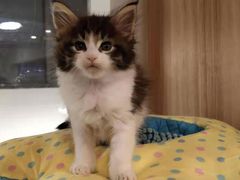 -70cat德文卷毛猫·缅因猫纯种猫舍
