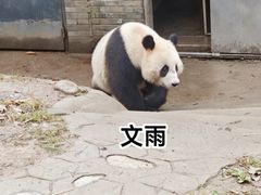 -都江堰中华大熊猫苑