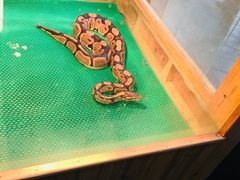 -上海大自然野生昆虫馆(东方明珠·爬宠昆虫探索中心)
