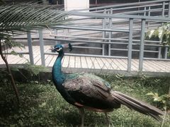 孔雀-西昌邛海宾馆