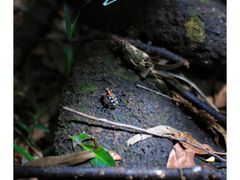 -黄山鲁森林公园