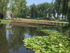 景点-微山湖红荷湿地景区