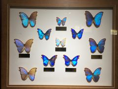 -上海昆虫博物馆