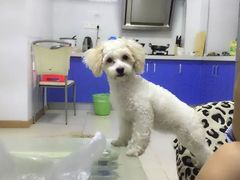 -伟伟宠物医院·CT影像中心·瑞派犬猫综合性门诊(汉口总院)