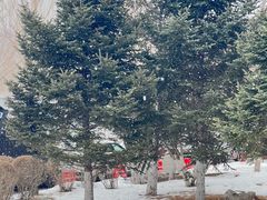 -中旅松花湖滑雪场