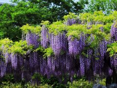 -嘉定紫藤园